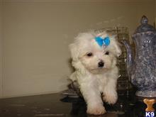 maltese puppy posted by Elegant Babies